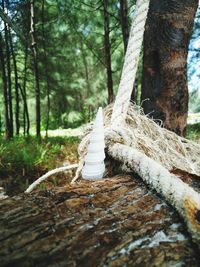 Close-up of tree trunk in forest