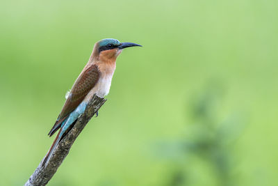 Close-up of bird perching on branch