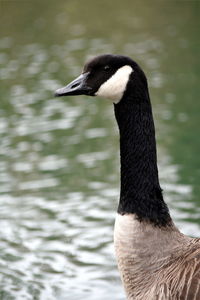 Duck swimming in lake