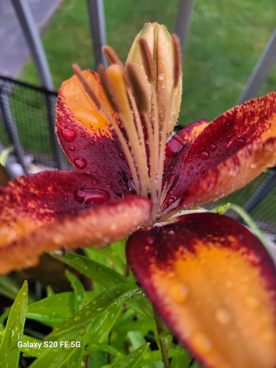 plant, flower, close-up, macro photography, nature, beauty in nature, growth, leaf, freshness, plant part, flowering plant, no people, drop, outdoors, food, day, fragility, animal wildlife, water, autumn, food and drink, selective focus, red, wet, green