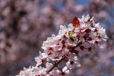 Close-up of pink cherry blossom