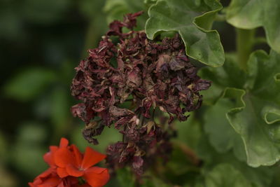 A closeup photograph of a flower plant at bloom time at india.