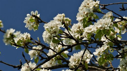 Low angle view of cherry blossoms in spring