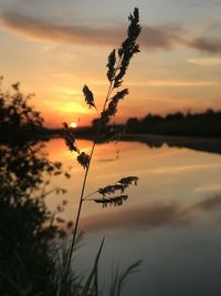 Silhouette plants by lake against romantic sky at sunset