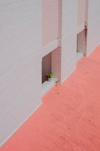 Potted plant on wall of building