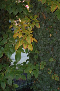 Leaves on tree