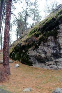 Scenic view of green forest