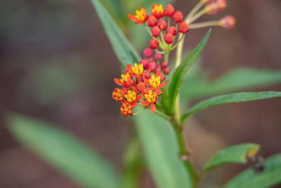 Close-up of orange flowering plant