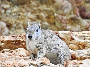 Close-up of squirrel on rock