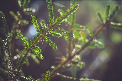 Close-up of plant