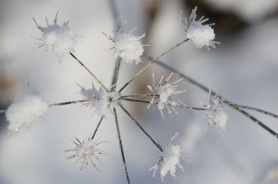 Close-up of white flowers