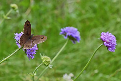 Close-up of butterfly pollinating on purple flower