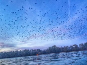 Flock of birds flying over lake during winter