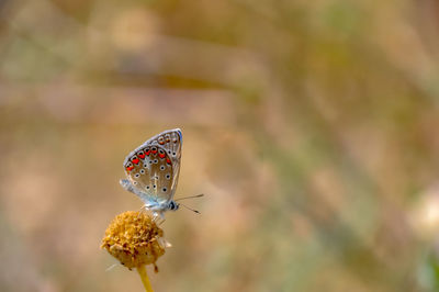 Close-up of butterfly pollinating on flower