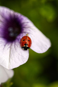 Close-up of ladybug on purple flower