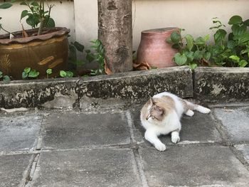 Portrait of cat sitting on potted plant