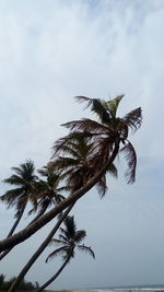 Low angle view of palm tree against sky