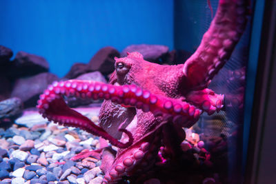 Close-up of octopus in glass tank