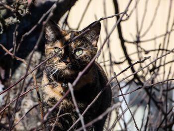 Portrait of a cat on branch