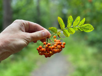 Hand holding wild berries