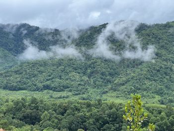 forest
