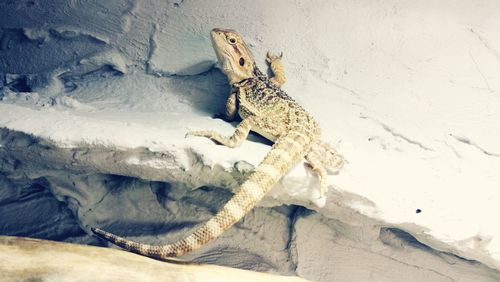 Close-up of lizard on rock