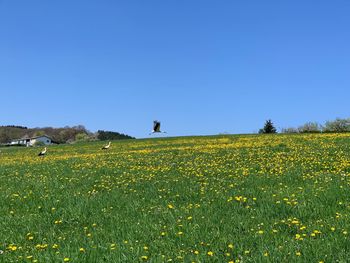 Scenic view of yellow flowers on field against clear sky