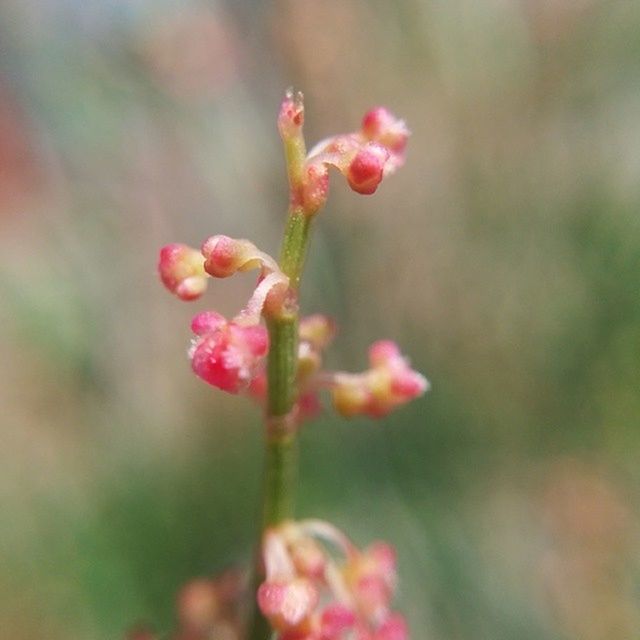 CLOSE-UP OF PINK FLOWERS BLOOMING OUTDOORS