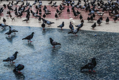 High angle view of pigeons perching on street