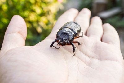 Close-up of insect on hand