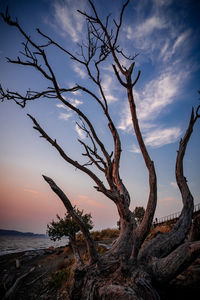 Bare tree on beach against sky during sunset