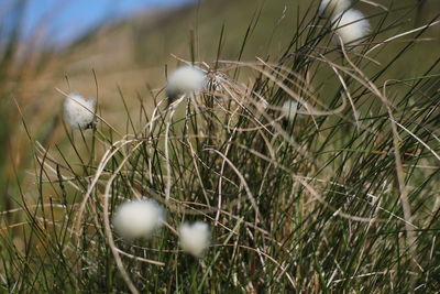 Close-up of dry grass on field