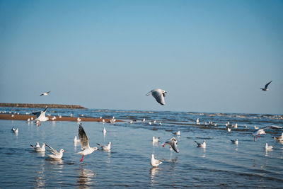 Low angle view of seagulls flying over sea against clear blue sky