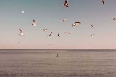 Seagulls flying over sea with surfer against sky