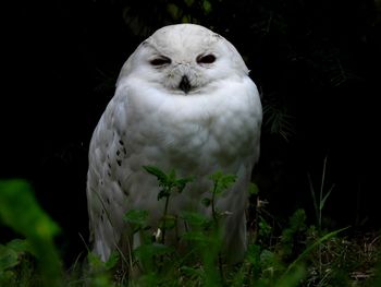 Close-up portrait of an animal against black background