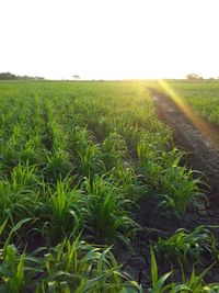 Scenic view of agricultural field against clear sky