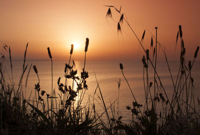 Close-up of grass against sky during sunset