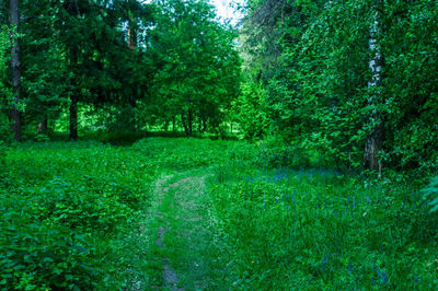 View of lush trees in forest