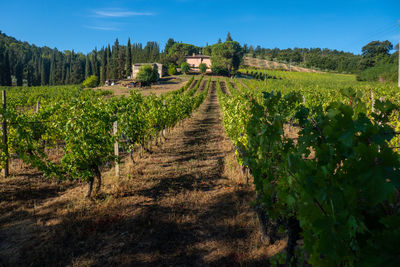 Typical vineyard along via francigena, tuscany