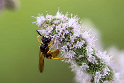 Close-up of bee pollinating on purple flower