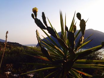 Close-up of plant against clear sky