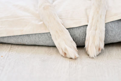 Clip/cut dog nails. paws of a relaxed white saluki sighthound or gazehound for nail trimming.