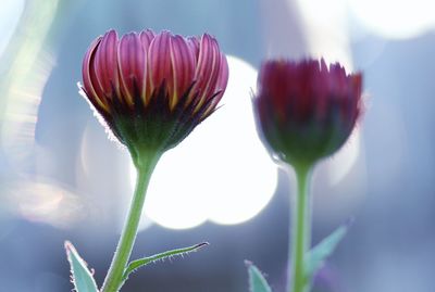 Close-up of flower blooming outdoors