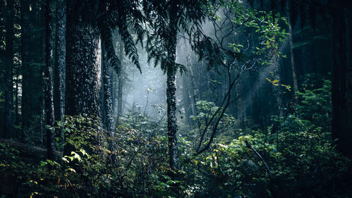 Close-up of plants against trees