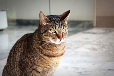 Close-up portrait of a cat 