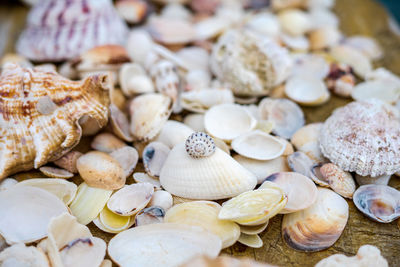 Full frame shot of beautiful shells