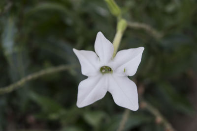 Close-up of white flower blooming outdoors