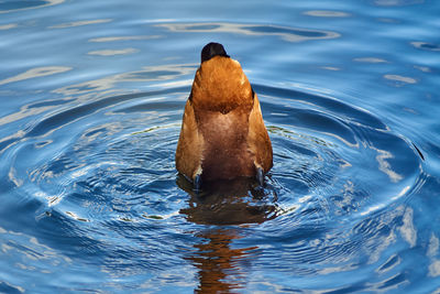 High angle view of duck swimming in lake