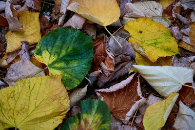 High angle view of yellow maple leaves