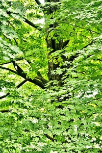 Full frame shot of tree leaves